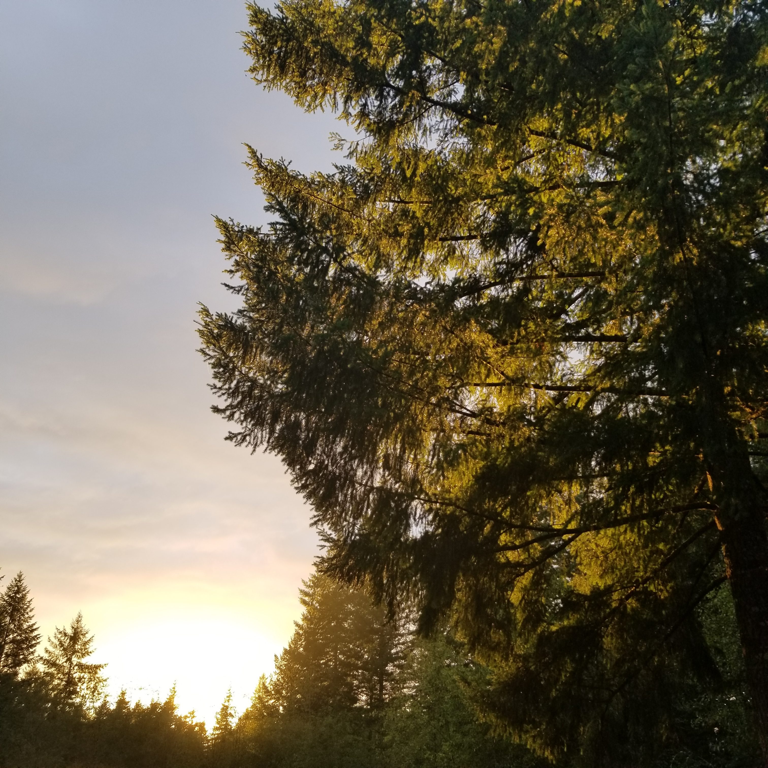 The Healing Powers Of Forest Bathing Literally Simple The Healing Powers Of Forest Bathing Literally Simple